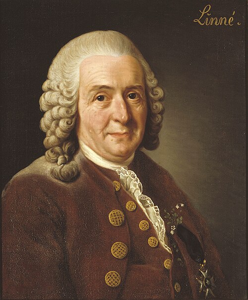 Porträt von Carl von Linné